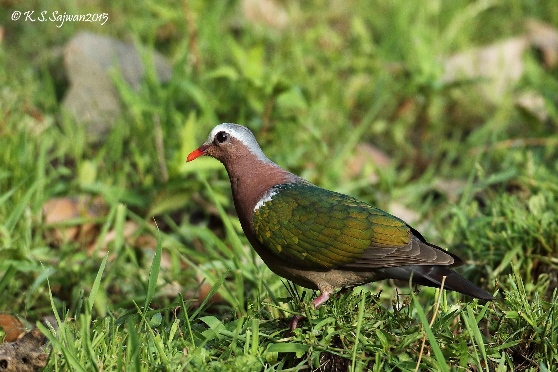 Emerald dove (Chalcophaps indica)
