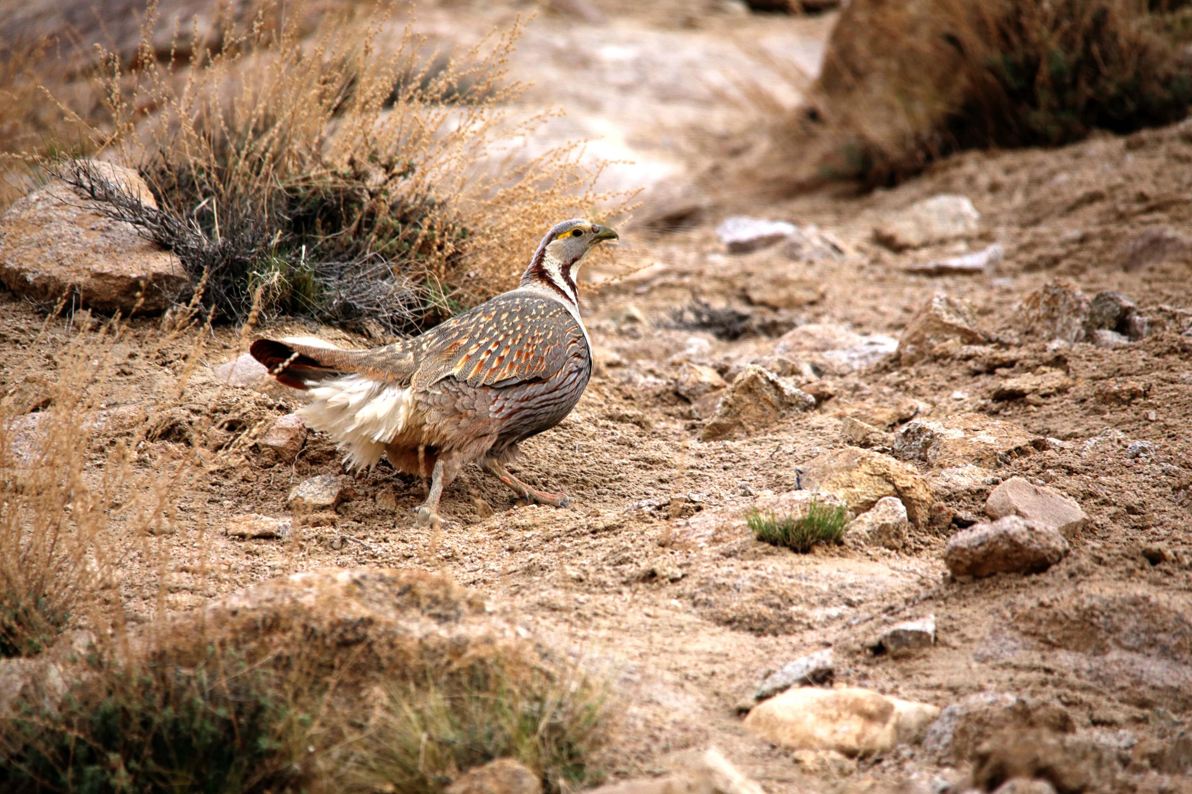 HImalayan Snowcock (Tetraogallus himalayensis)