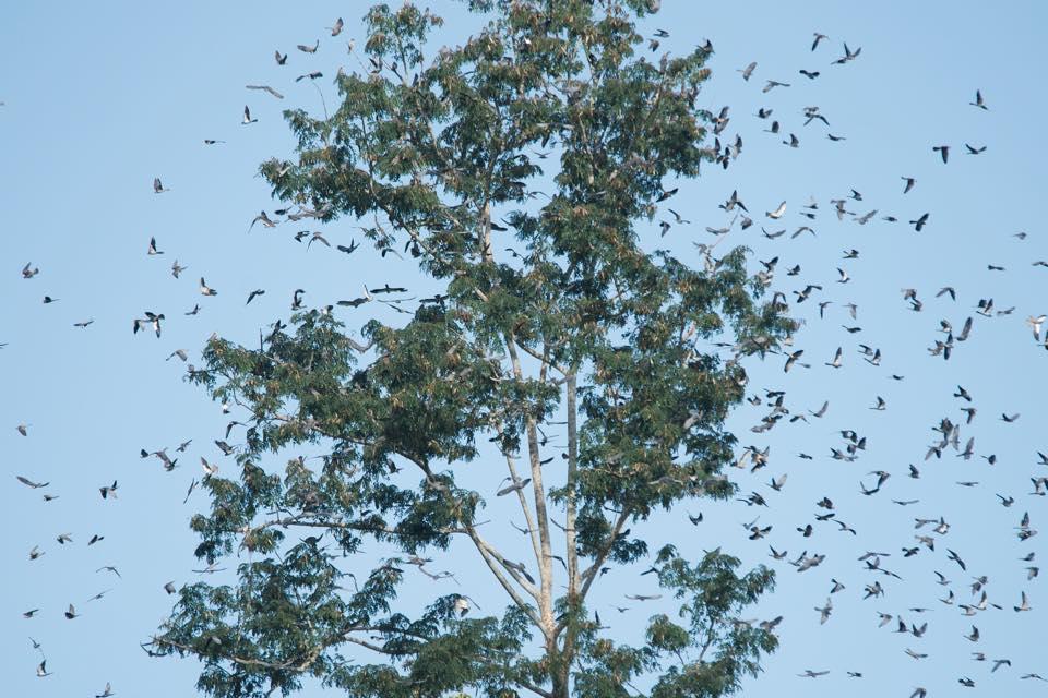 Amur falcon roosting site