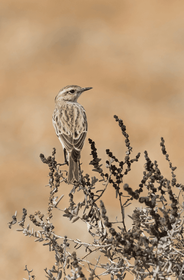 to be identified