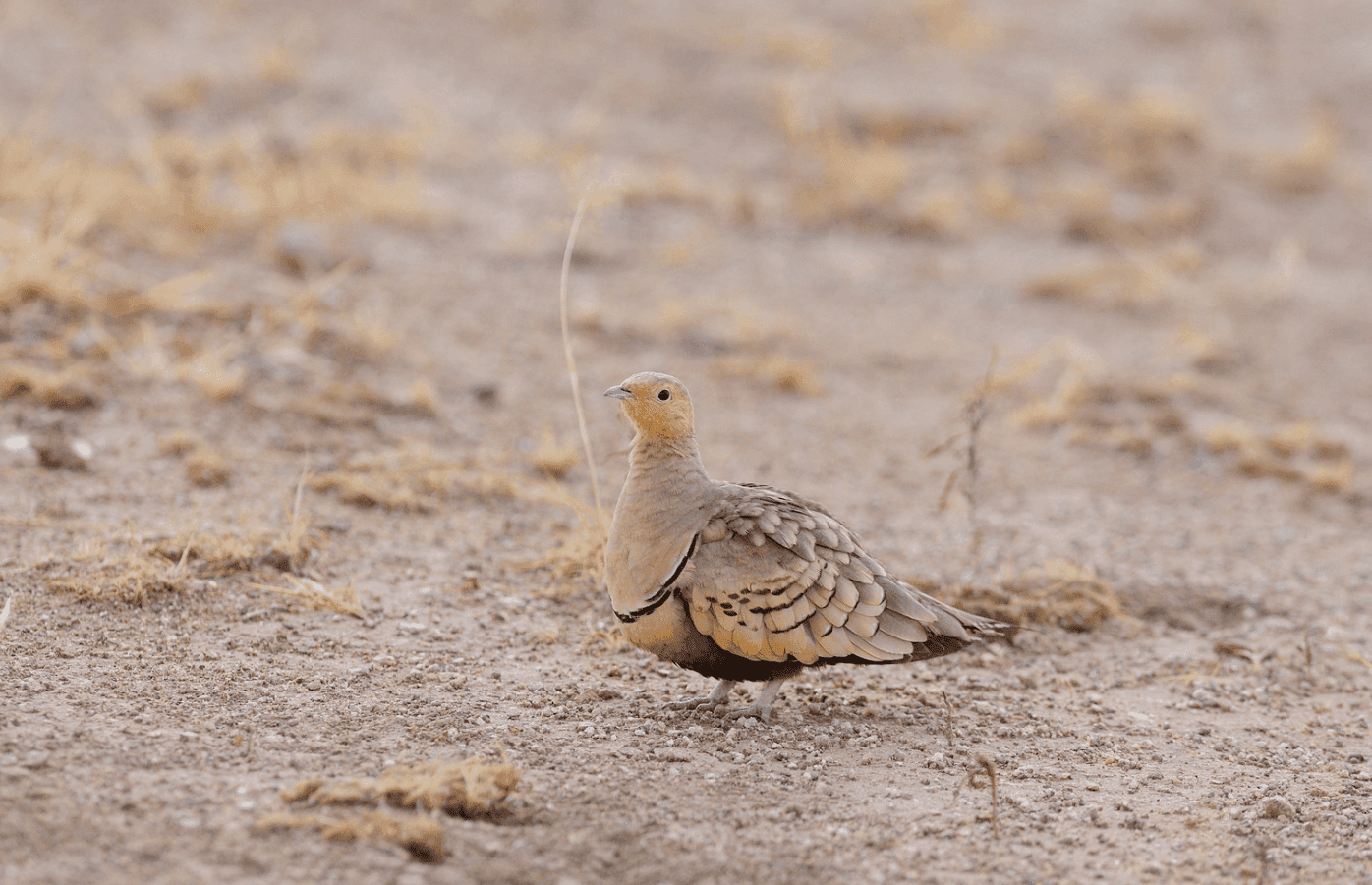 Sandgrouse sp.