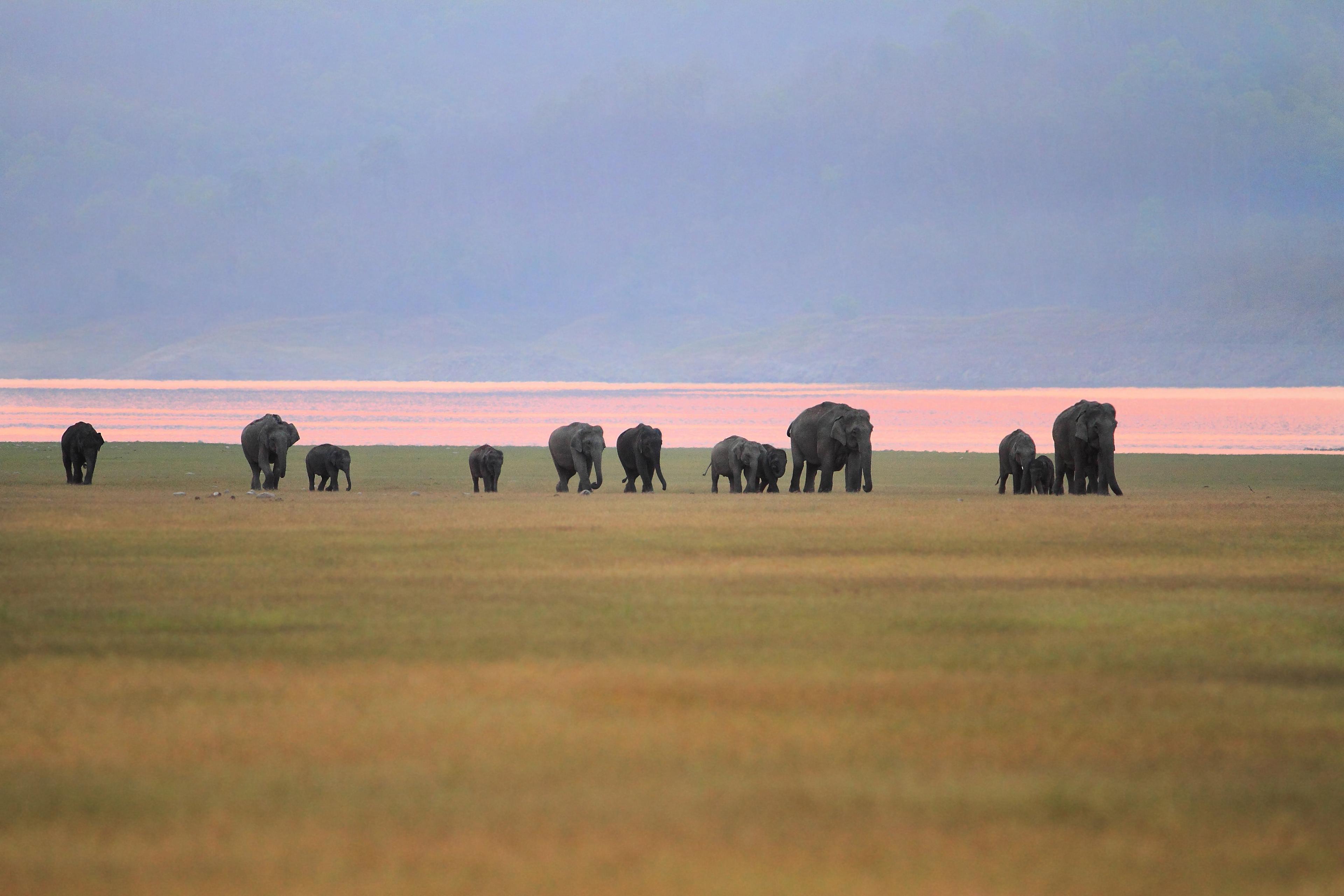Elephants in Corbett landscape