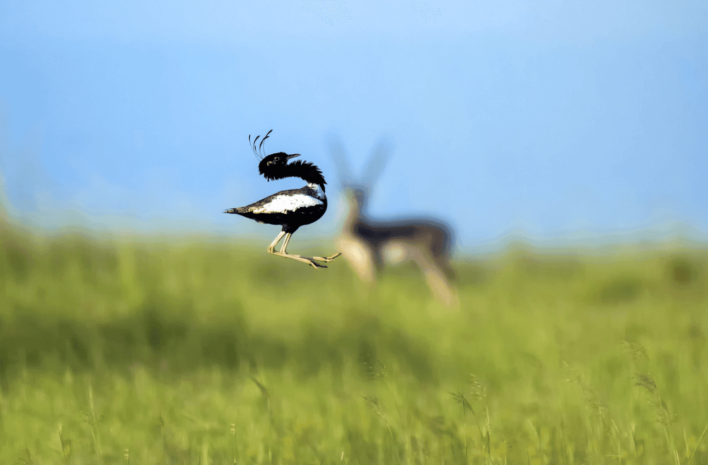 Lesser florican (Sypheotides indicus)