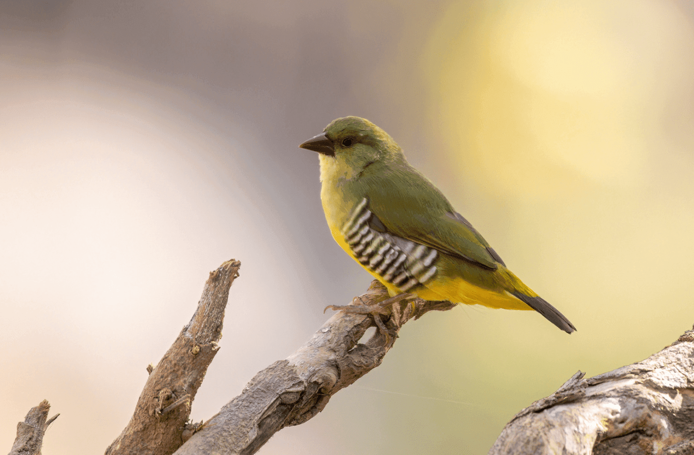 Green avadvat (Amandava formosa)