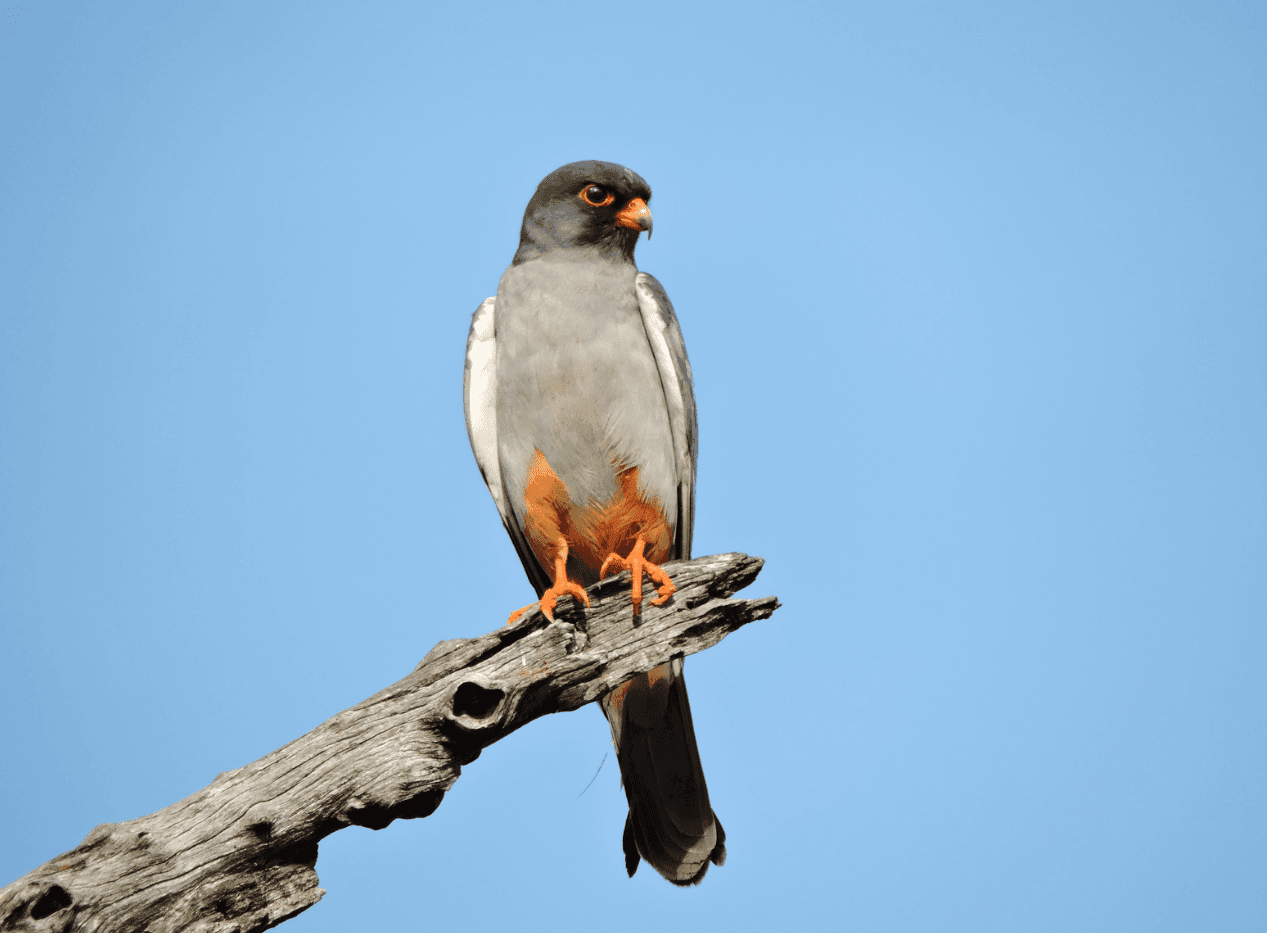 Amur Falcon (Falco amurensis)