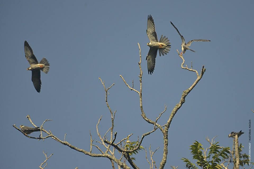 Amur Falcon (Falco amurensis)