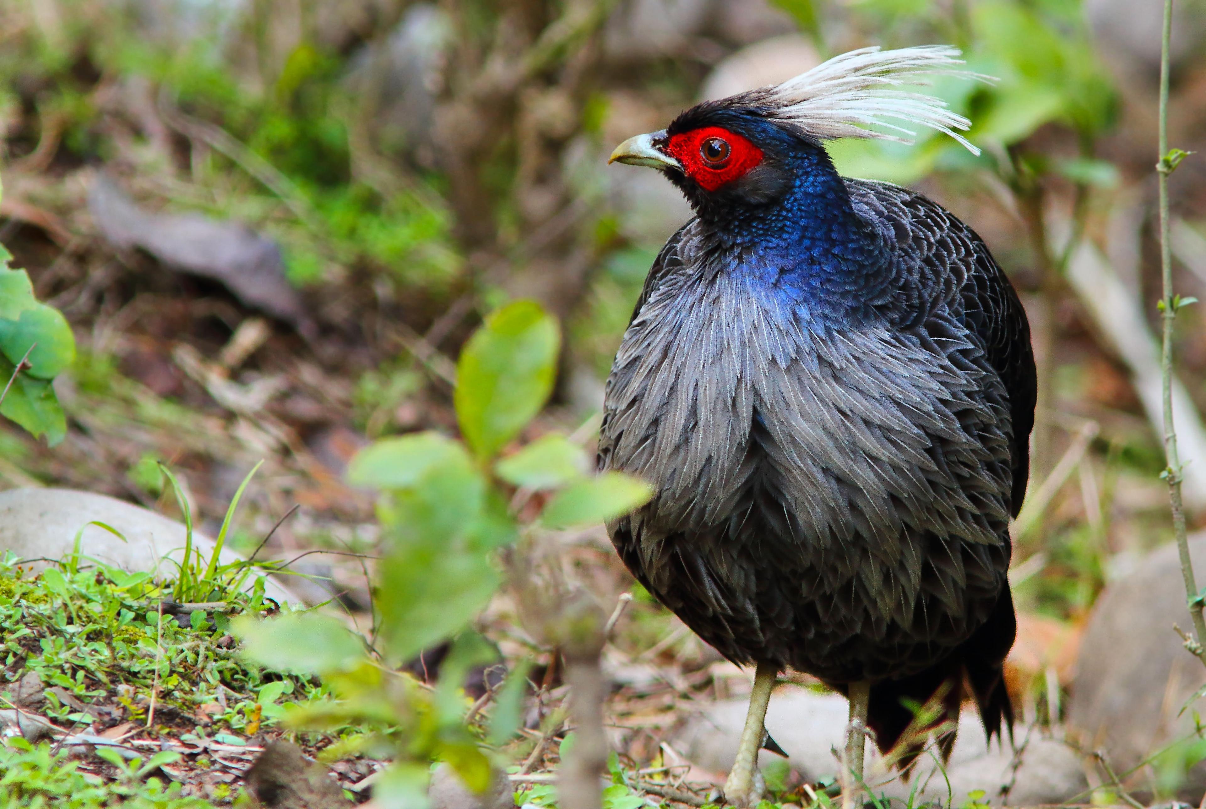 Kalij pheasant (Lophura leucomelanos)