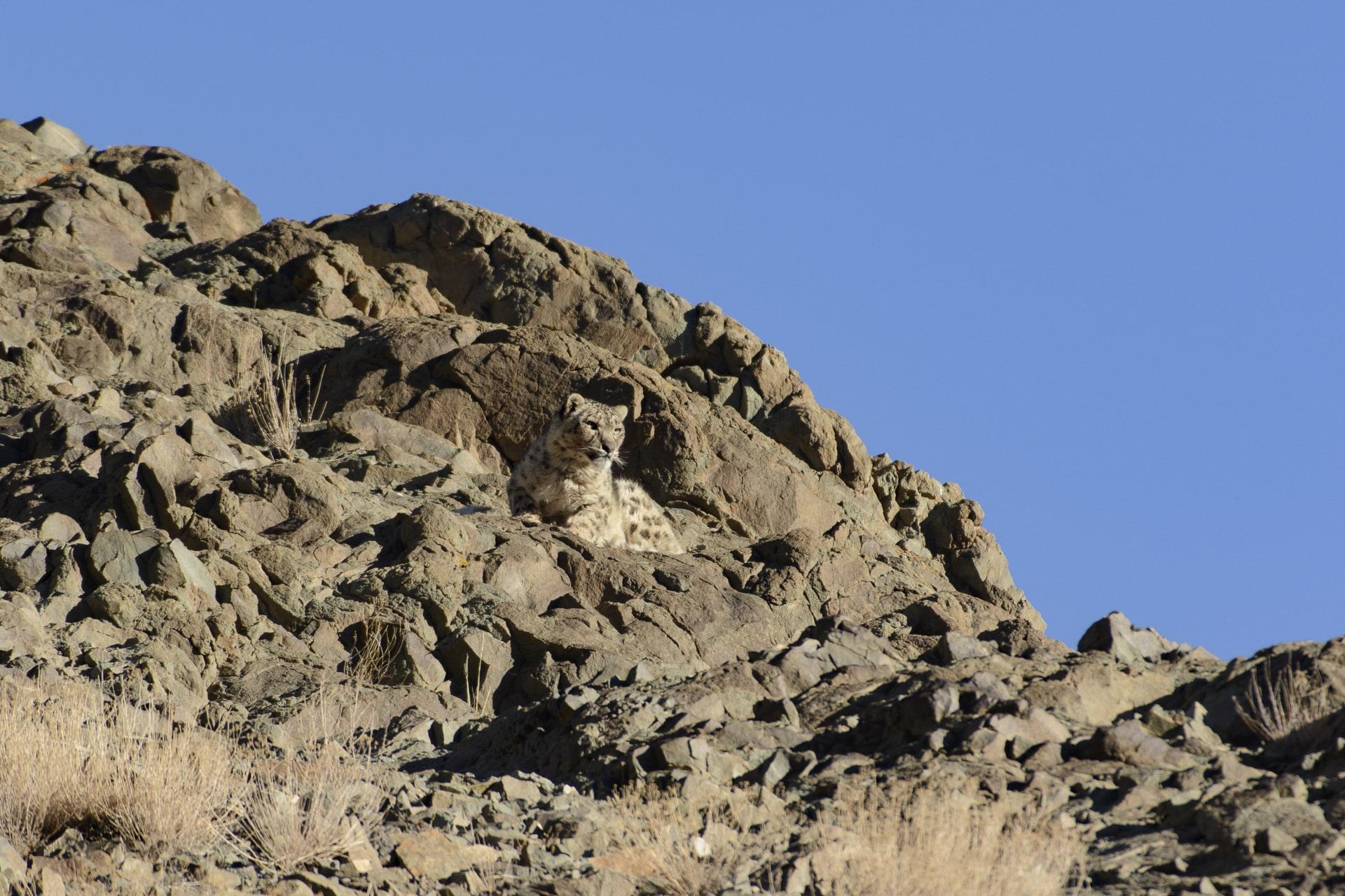 Snow leopards in the mountains