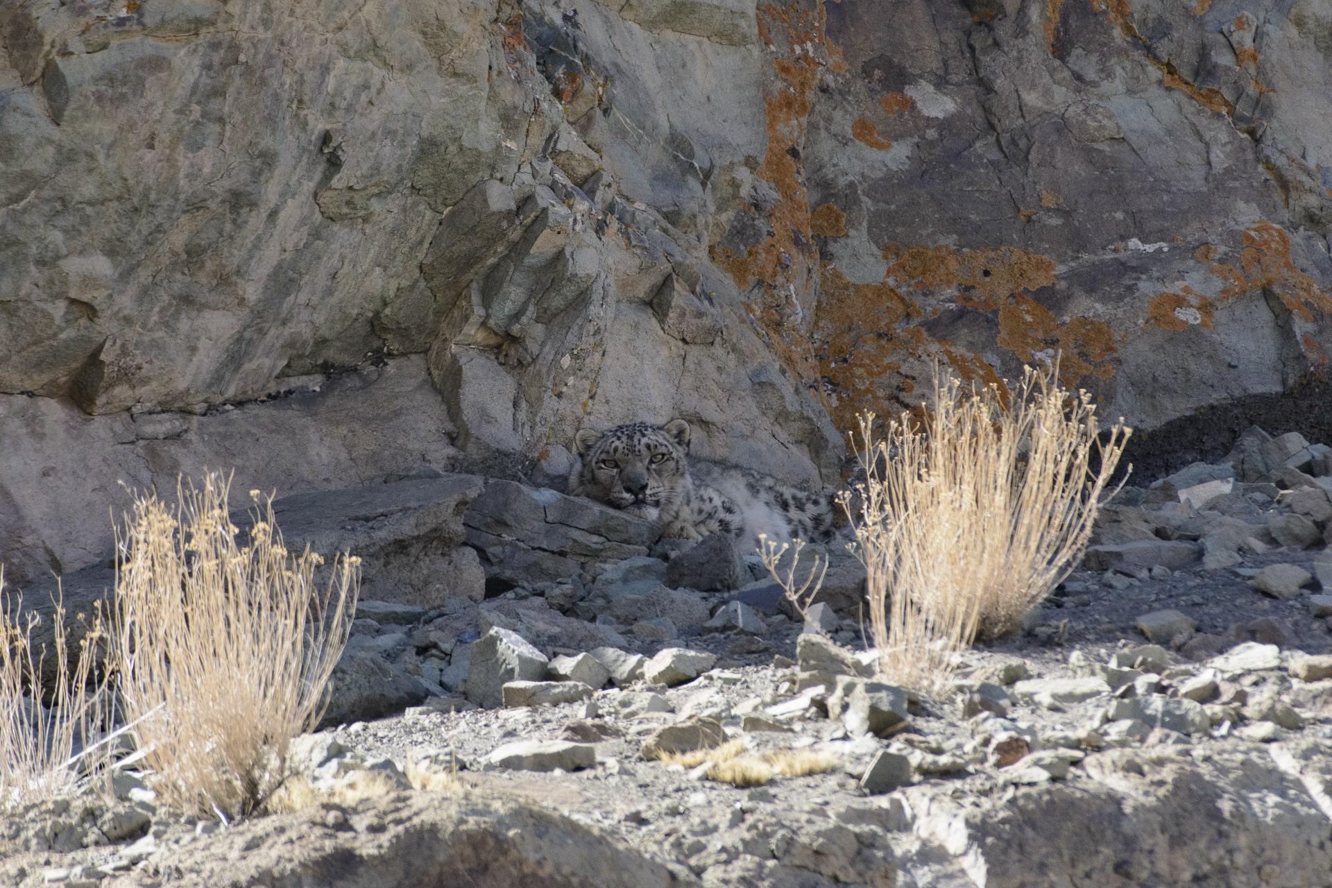 Snow leopard perfectly camouflaged (Panthera uncia)
