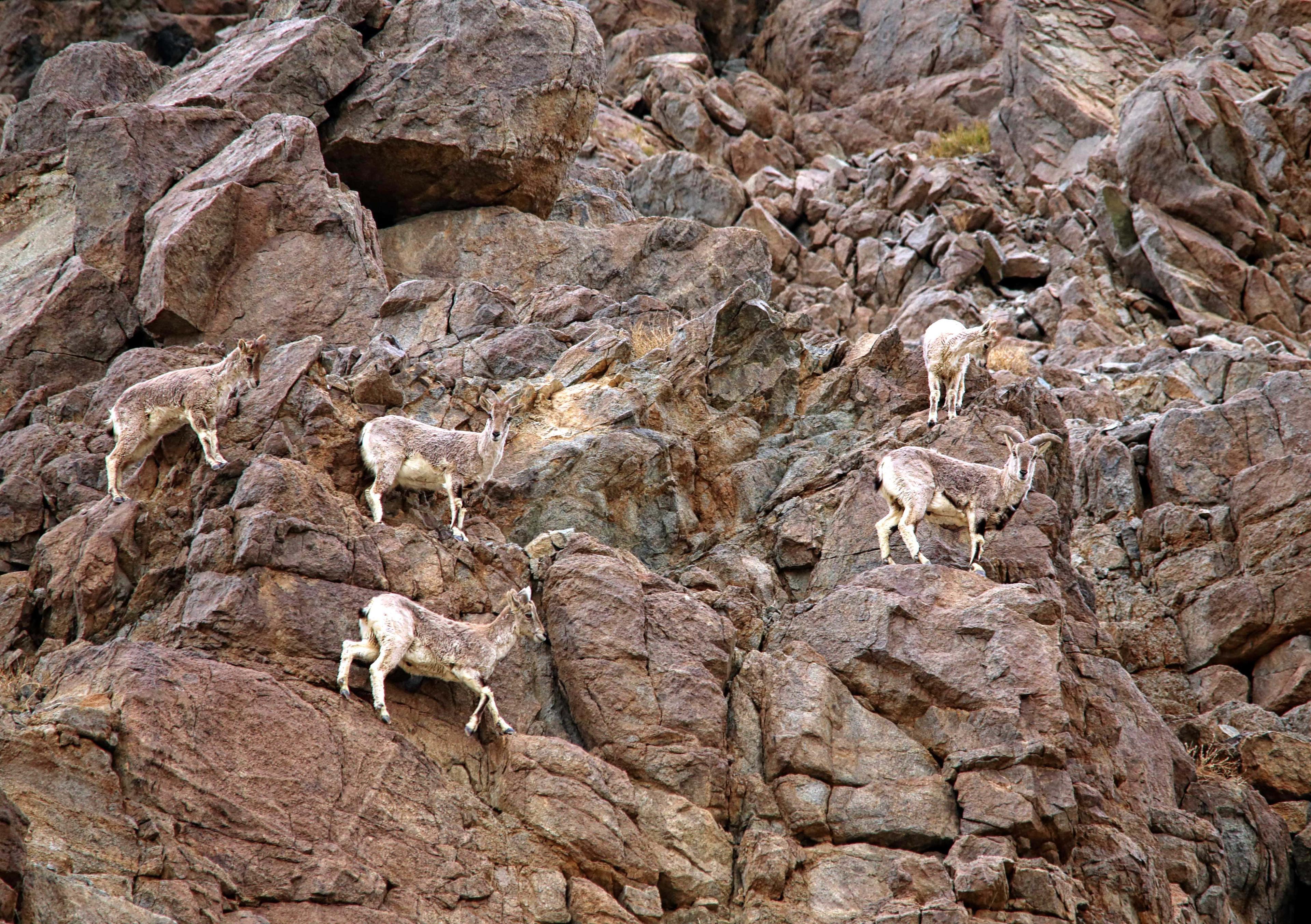 Blue sheep herd (Pseudois nayaur)