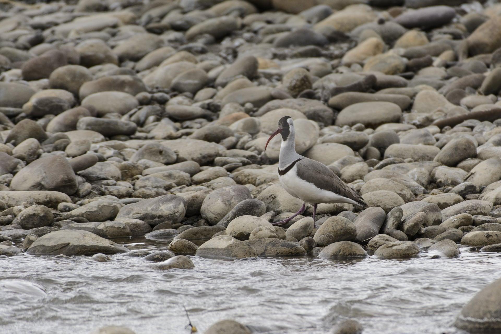 Ibisbill (Ibidorhyncha struthersii)