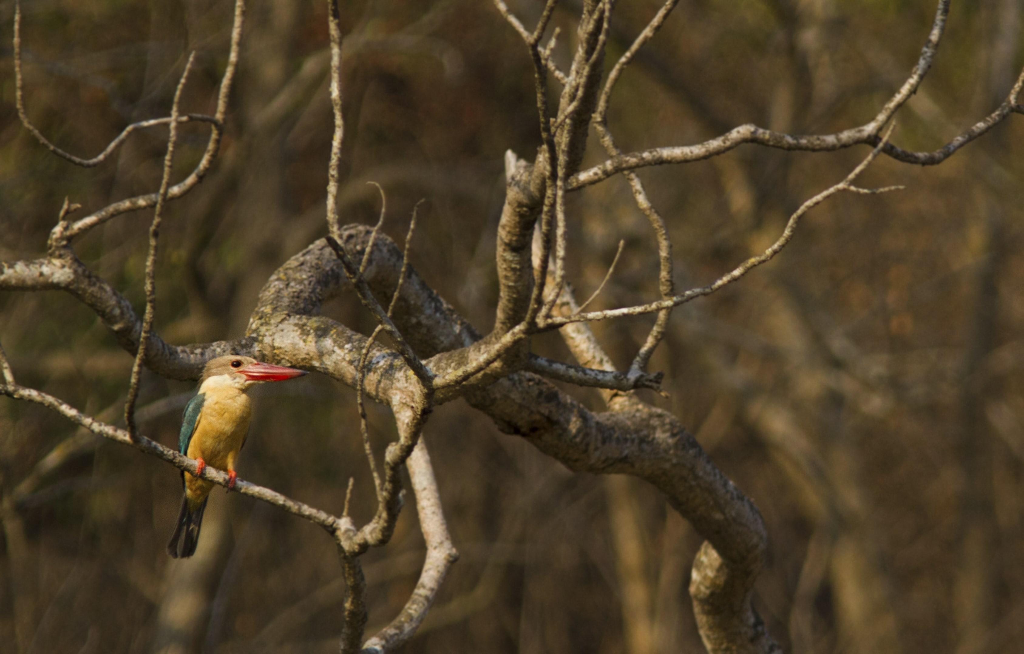 Stork billed kingfisher (Pelargopsis capensis)