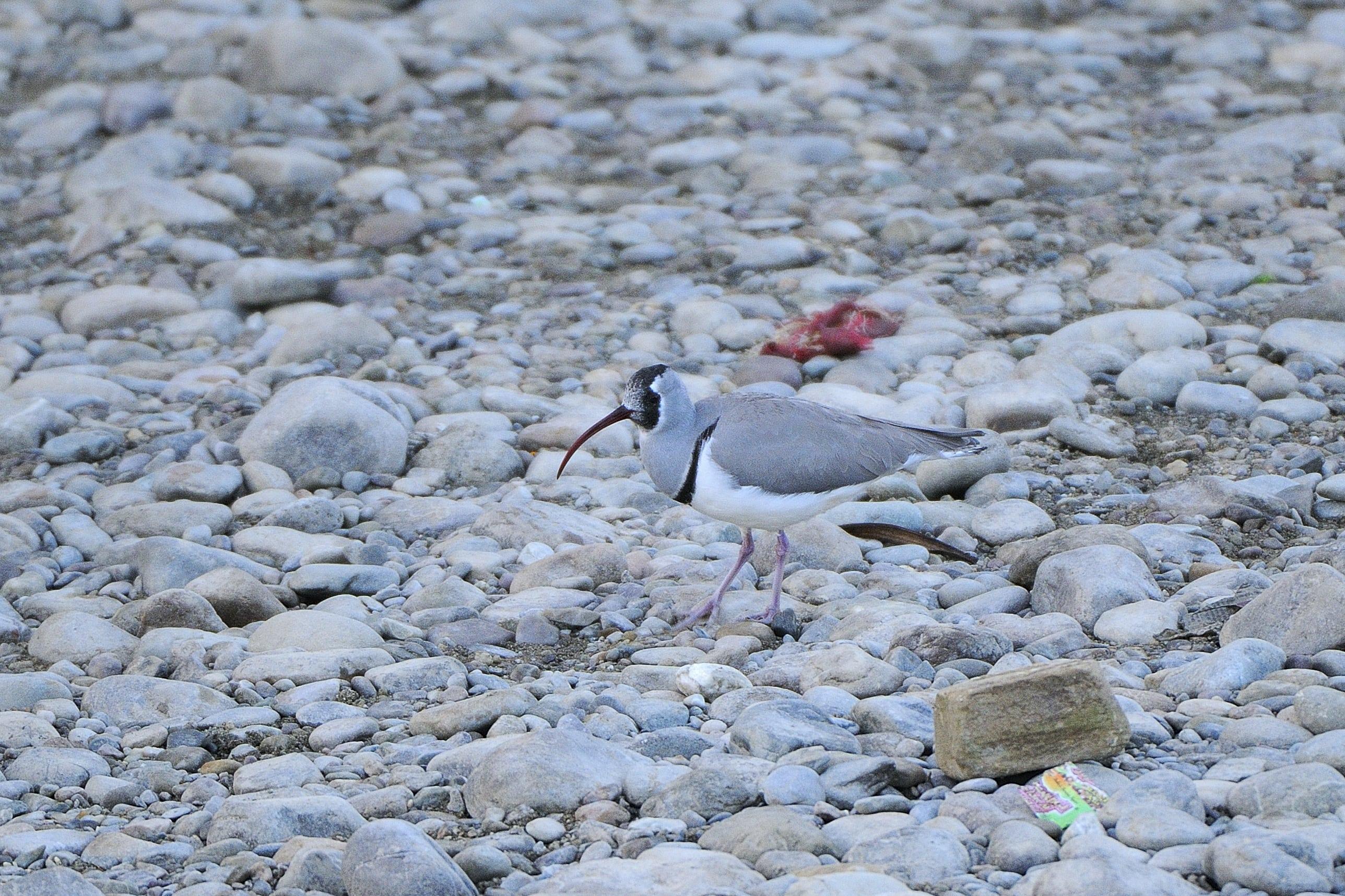 Ibisbill (Ibidorhyncha struthersii)