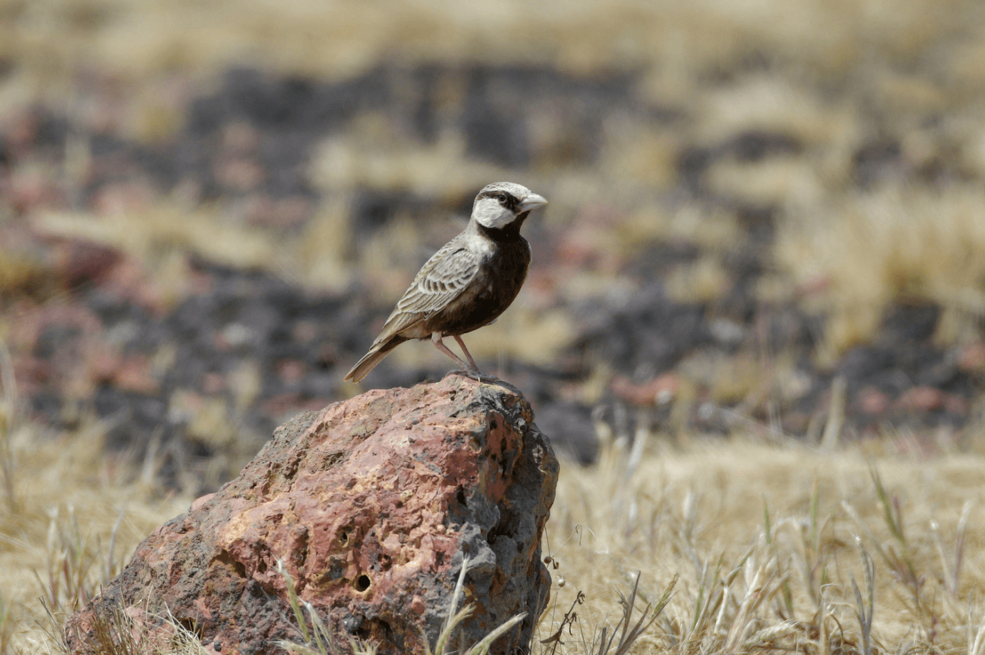 Ashy crowned sparrow lark (Eremopterix griseus)