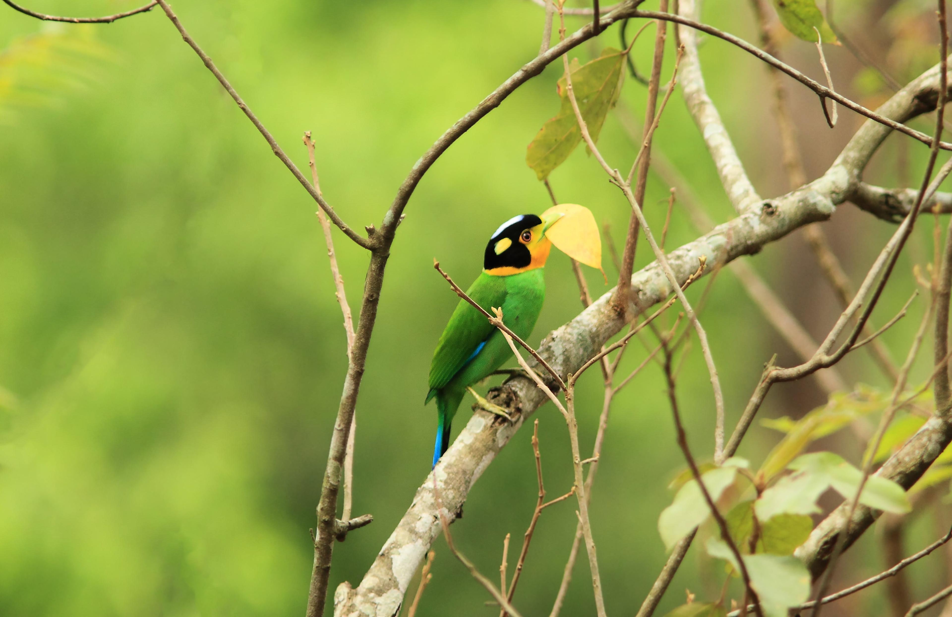 Long tailed broadbill (Psarisomus dalhousiae)