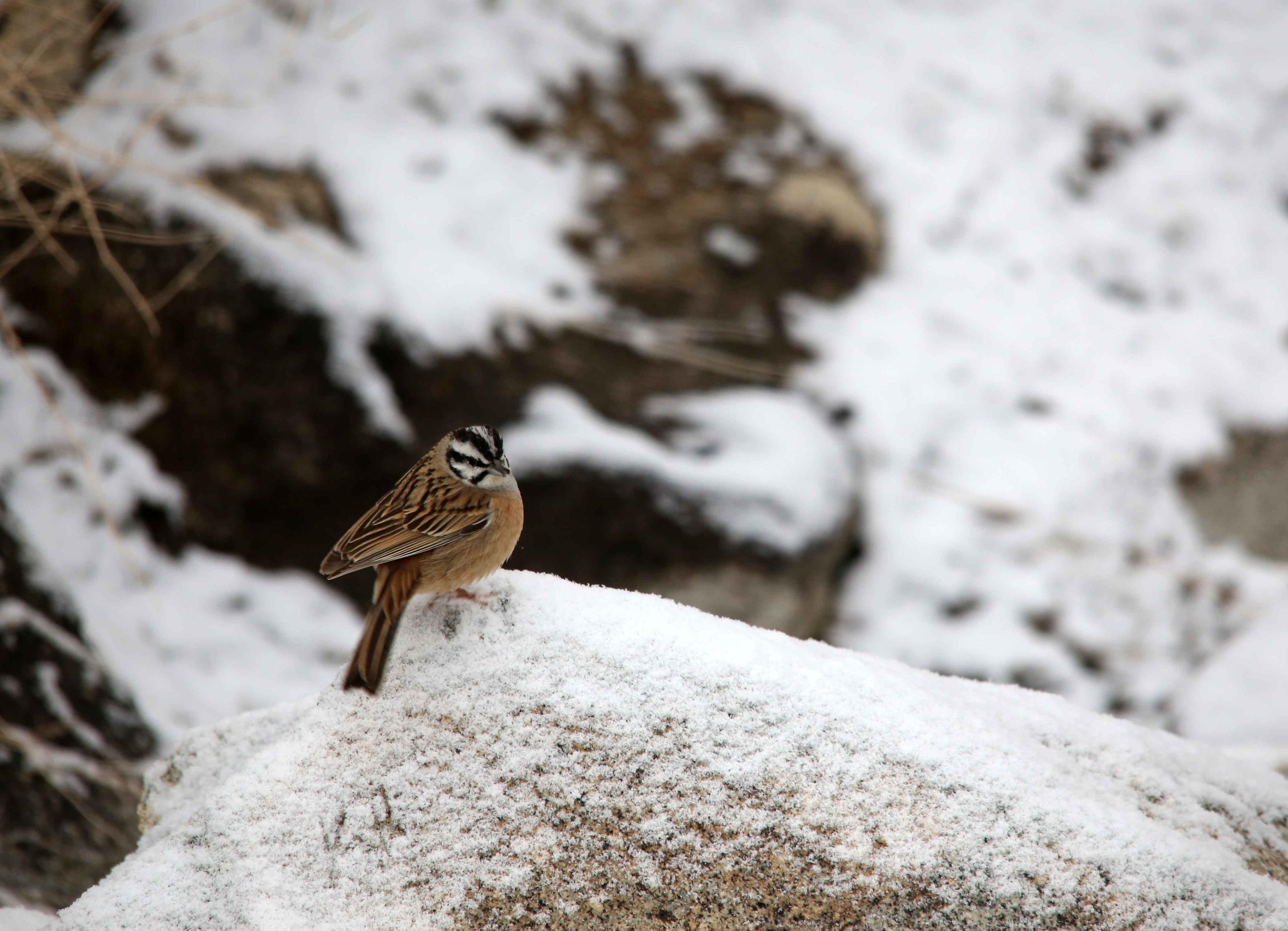 Rock Bunting (Emberiza cia)