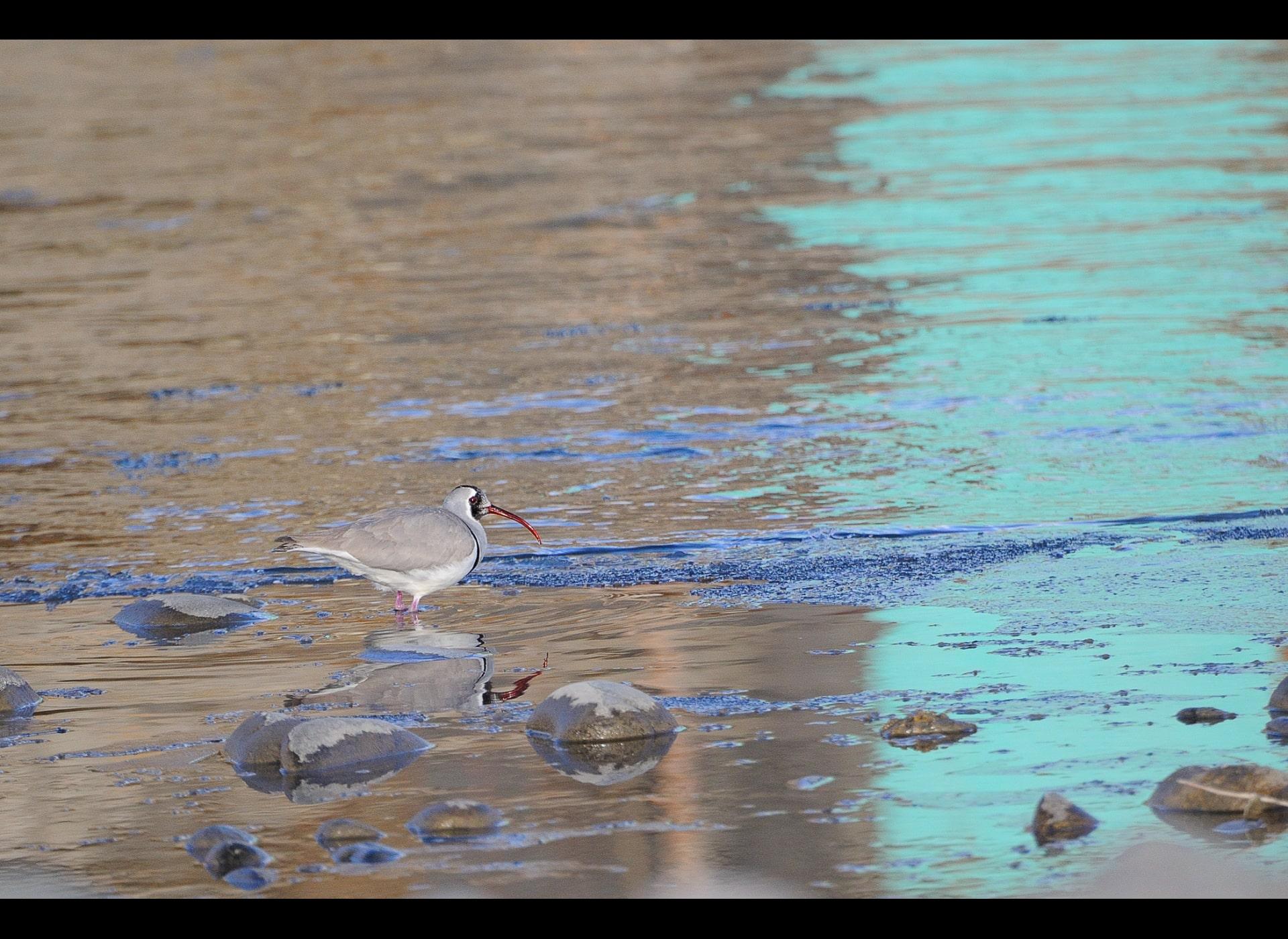 Ibisbill